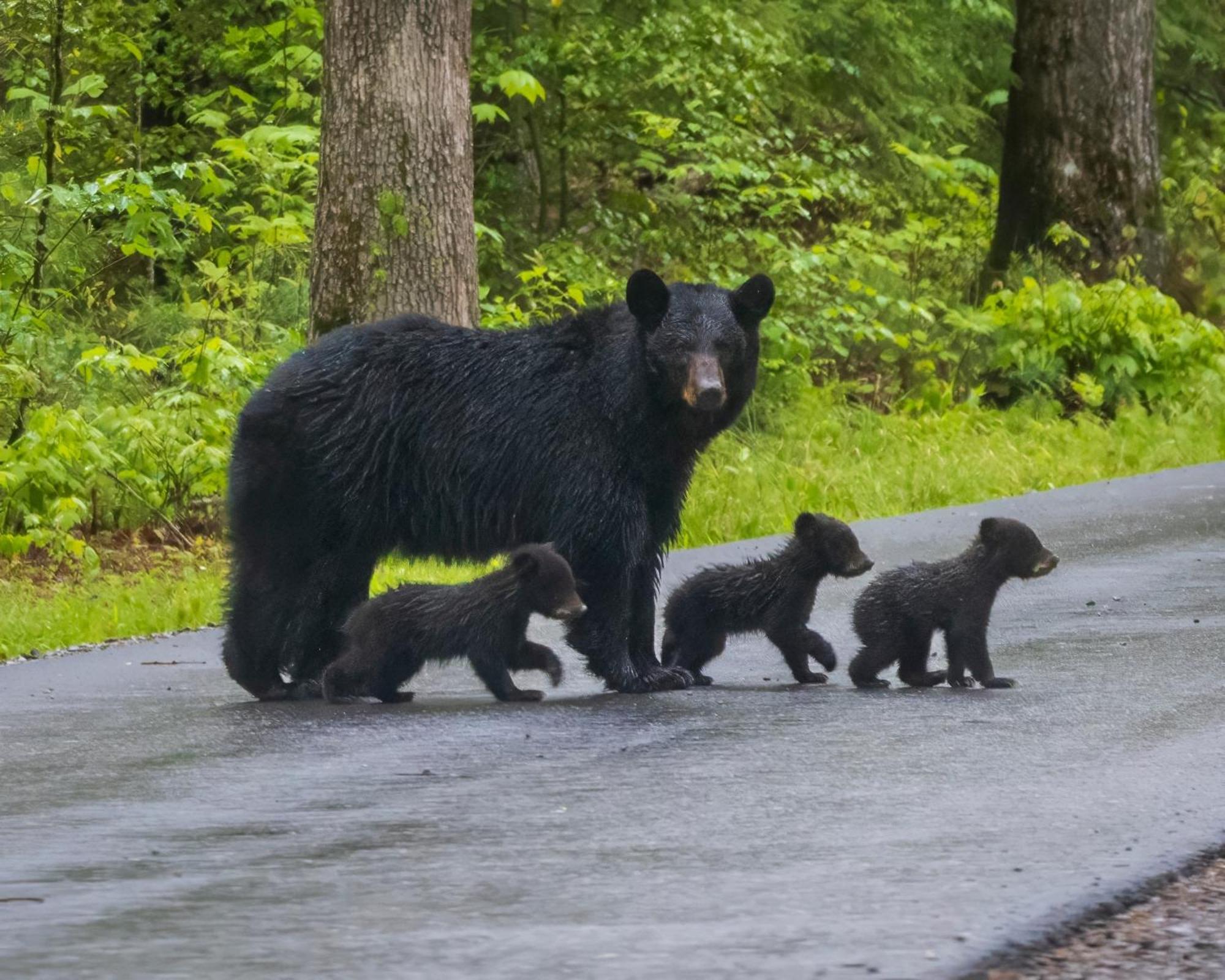 Bear Den, Hot Tub, 1089 Of Free Attraction Tickets For Each Paid Day, Dollywood And More! Sevierville Exterior foto